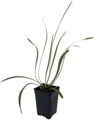 Variegated Lilyturf - Liriope Groundcover - 2.5" Pot - Live Plant by Hirt%27s+Gardens