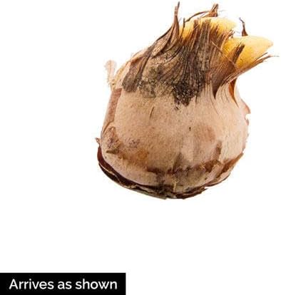 Direct Gardening - Giant Naturalizing Crocus Dormant Spring Flowering Bulbs - 25 Bulbs per Offer - Image 3
