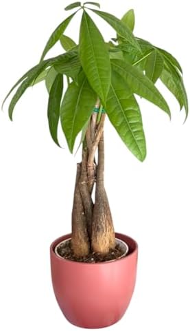 Money Tree Live Plant | 14-22 Inches Tall Bonsai | Easy to Grow Indoor Houseplant | Home, Office, or Room Decor | Birthday, Housewarming Gift (Coral) - Image 2