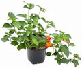 Red Lantana Live Plant, 1 Gallon, Flowering Perennial Ground Cover by RogersPlantNursery