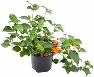 Red Lantana Live Plant, 1 Gallon, Flowering Perennial Ground Cover by RogersPlantNursery