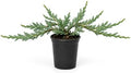 Blue Rug Juniper - 15 Live Plants - 4" Container Low Maintenance Evergreen Ground Cover by FloridaFoliage