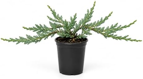 Blue Rug Juniper - 30 Live Plants - 4" Container Low Maintenance Evergreen Ground Cover by FloridaFoliage