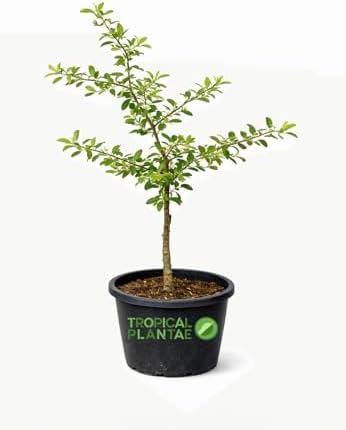 Acerola (Malpighia emarginata) Live Tropical Fruit Plant – Fast Growing – USDA Certified - Image 2