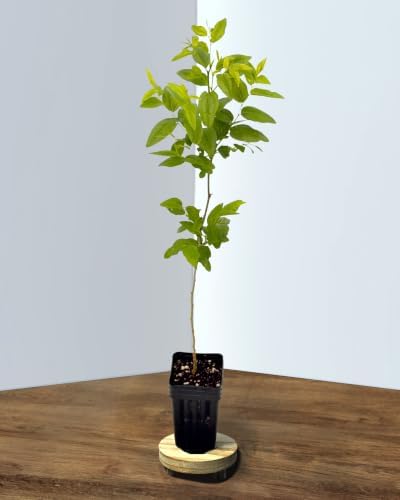 Jujube GA-866 Value Pack - 2 Plants - Edible Fruit Trees - Image 5