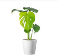 American Plant Exchange Monstera Deliciosa – Live 4-Inch Pot in Stylish Pot Cover, Easy-Care Split Leaf Vine, Low-Maintenance Air Purifying Houseplant for Home, Office & Garden Décor by AmericanPlantExchange