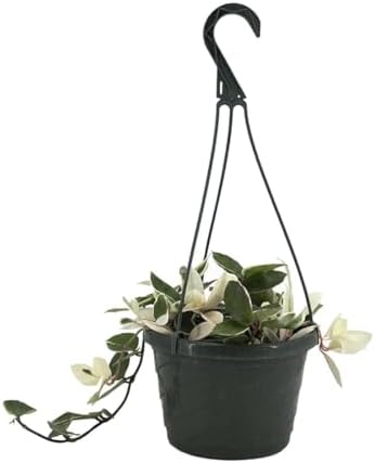 American Plant Exchange Hoya Krimson Queen, 8-Inch Hanging Basket, Flowering Indoor Houseplant, Live Wax Plant, Cascading Pink and White Foliage by AmericanPlantExchange