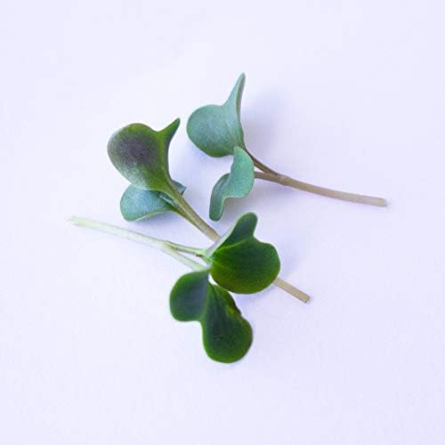 Mountain Valley Seed Co Cauliflower Microgreens Seeds 4 Oz ~32,000 Seeds - Image 4
