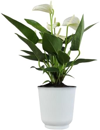 White Anthurium Live Sympathy Plant (Approx 11-14" Tall), Easy to Grow Flowering Houseplant in 4" White Decor Pot by Plants for Pets - Image 6
