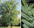 SVI 25 Honeylocust Seeds (Gleditsia triacanthos L.) - Honey Locust Seed Packets, Highly Adaptable, Drought Tolerant, Non GMO Seed - Deciduous Tree Seeds for Outdoors, Street Trees by SVI