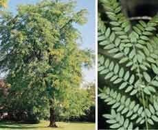 SVI 25 Honeylocust Seeds (Gleditsia triacanthos L.) - Honey Locust Seed Packets, Highly Adaptable, Drought Tolerant, Non GMO Seed - Deciduous Tree Seeds for Outdoors, Street Trees by SVI