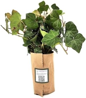 Greenwood Nursery: Live Ground-Cover Plants - English Ivy + Hedera Helix - [Qty: 200 Bare Roots] - (Click for Other Available Plants/Quantities) - Image 2