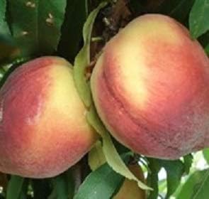 Belle of Georgia Peach - Live Fruit Tree Shipped 1-2 Feet Tall by DAS Farms by DASFarms