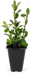 Walters Whorled Class | 3 Live Plants | Viburnum Obovatum | Perennial Aster, Late Season Blooms, Pollinator Friendly, Native Wildflower, Low Maintenance Garden, Attracts Butterflies by FloridaFoliage
