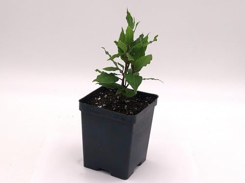Greenwood Nursery: Live Perennial Plants - Bay Laurel Herb + Laurus Nobilis - [Qty: 2X 2.5 Pot] - (Click for Other Available Plants/Quantities) - Image 3