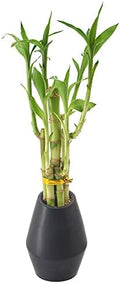 Arcadia Garden Products 5-Stem Lucky Bamboo, Live Indoor Plant in Dimension II Ceramic Planter for Home, Work, or Gift, Black ***Cannot Ship to Hawaii*** by Unknown