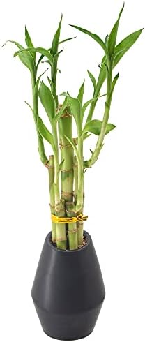 Arcadia Garden Products 5-Stem Lucky Bamboo, Live Indoor Plant in Dimension II Ceramic Planter for Home, Work, or Gift, Black ***Cannot Ship to Hawaii*** - Image 5