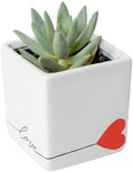 Costa Farms Succulents, Live Indoor Plant, Easy Care, Home Decor by Unknown