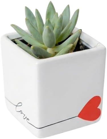 Costa Farms Succulents, Live Indoor Plant, Easy Care, Home Decor by Unknown