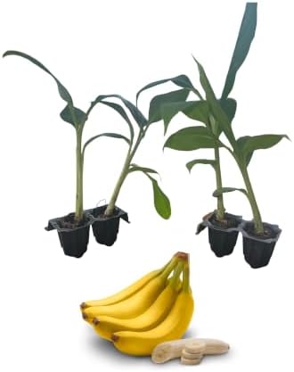 Dwarf Cavendish Banana Plants – 4 Live Starter Plugs, Tropical Fruit Tree for Patio, Container & Indoor Growing by Unknown