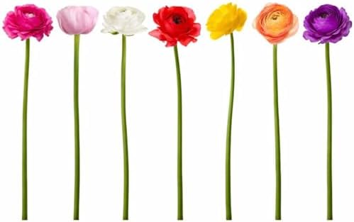 Ranunculus Rainbow Mix 10 Flower Bulbs - Spring Blooms, Tecolote Buttercups - Image 3