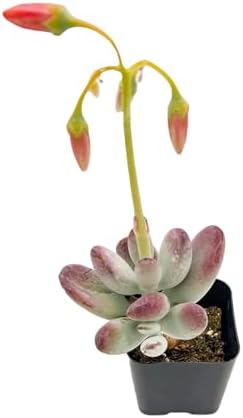 Sprout N Green Cotyledon Orbiculata cv. Live Succulent Plant - Image 3