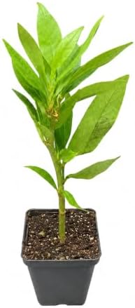 Schip/Skip Laurel Shrub - 6-12" Tall Live Plant - 2.5" Pot - Image 2