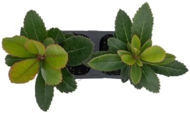 2 Arbutus Unedo Live Strawberry Tree Plants – Sweet Resilient Beauty, Thriving in 2.5" Nursery Cubes - Image 7