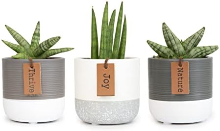 Snake Plant Live House Plants Indoors Live (3 Pack), Succulent Plants Live Houseplants, Gardening Gifts for Plant Lovers, Potting Soil Planters for Indoor Plants, Plant Lover Gifts by Plants for Pets - Image 3