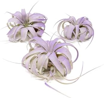 Purple Colorful Tillandsia Air Plants - Long Lasting Color Enhanced Live Tillandsia Succulent House Plants - Home and Garden Decor - Easy Care Indoor and Outdoor (Mini Xerographica, Pack of 3) by TheAirPlantShop