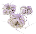 Purple Colorful Tillandsia Air Plants - Long Lasting Color Enhanced Live Tillandsia Succulent House Plants - Home and Garden Decor - Easy Care Indoor and Outdoor (Mini Xerographica, Pack of 3) by TheAirPlantShop