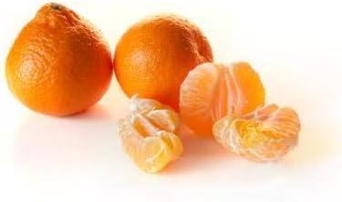 Brighter Blooms Owari Satsuma Mandarin Tree, 2-3 ft. - Image 2