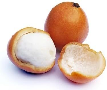 Achachairu/Garcinia Humilis/Achacha Live Fruit Tree (Arbol frutal vivo) 2-3ft - Image 2