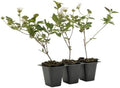 3 Trailing White Lantanas, Live Plants – Continuous Blooms, Thriving in 2.5” Nursery Cubes by CitronellaKing