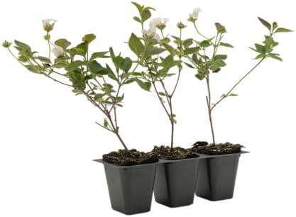 3 Trailing White Lantanas, Live Plants – Continuous Blooms, Thriving in 2.5” Nursery Cubes by CitronellaKing