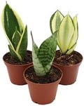 Mini Snake Plant Assortment from California Tropicals by CaliforniaTropicals