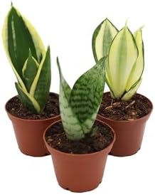 Mini Snake Plant Assortment from California Tropicals by CaliforniaTropicals
