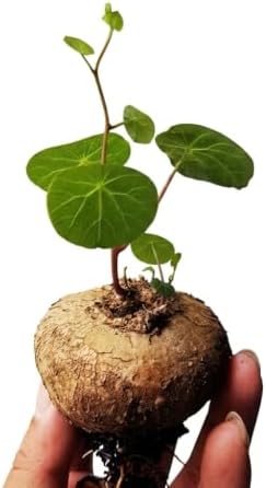 Stephania Cepharantha 2 Caudexes, Easy Care Live Plant Rare Succulent by Unknown