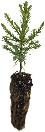 Giant Sequoia | Small Tree Seedling | The Jonsteen Company - Image 2