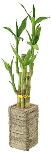 Arcadia Garden Products LV24 5-Stem Lucky Bamboo, Live Indoor Plant in Aged Wood Planter for Home, Work, or Gift, Medium ***Cannot Ship to Hawaii*** - Image 2