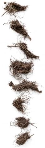 3 Foamflower Bulbs - Live Roots - Image 2