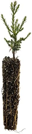 Giant Sequoia | Small Tree Seedling | The Jonsteen Company by TheJonsteenCompany