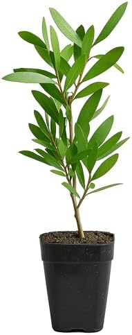 Purple Bottle Brush Plant Live, Callistemon Citrinus Shrub, 2-Inch Pot - Image 2