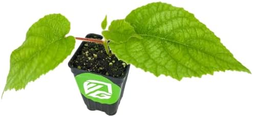 2 Vincent Female Kiwis & 1 Tomuri Male Kiwi | Bundle by Wellspring Gardens - Image 3