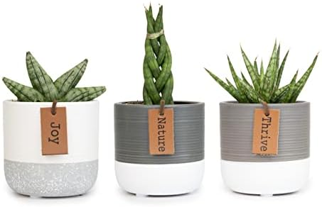 Snake Plant Live House Plants Indoors Live (3 Pack), Succulent Plants Live Houseplants, Gardening Gifts for Plant Lovers, Potting Soil Planters for Indoor Plants, Plant Lover Gifts by Plants for Pets by PlantsforPets