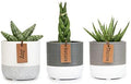 Snake Plant Live House Plants Indoors Live (3 Pack), Succulent Plants Live Houseplants, Gardening Gifts for Plant Lovers, Potting Soil Planters for Indoor Plants, Plant Lover Gifts by Plants for Pets by PlantsforPets