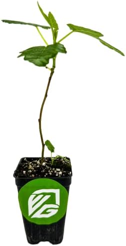 Olympian Fig Tree Live Plant - Ficus carica by Wellspring Gardens - Starter Plant Ideal for Gardens & Containers - Great for Indoor Houseplants, Outdoor Landscaping & Garden Planting - Image 3