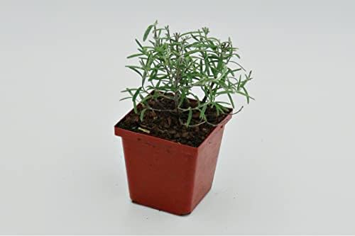 Greenwood Nursery: Live Perennial Plants - ARP Rosemary + Rosmarinus Officinalis - [Qty: 5X 3.5 Pots] - (Click for Other Available Plants/Quantities) by GreenwoodNursery