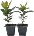 2 Arbutus Unedo Live Strawberry Tree Plants – Sweet Resilient Beauty, Thriving in 2.5" Nursery Cubes by CitronellaKing