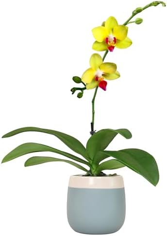 Premium Yellow Live Orchid Plant Blooming in 3.5" Blue & White Orchid Pot, Live Plants, Houseplant Gifts, Approx. 16" Tall, Pet Friendly Houseplants, Phalaenopsis Moth Flower by Plants for Pets by PlantsforPets